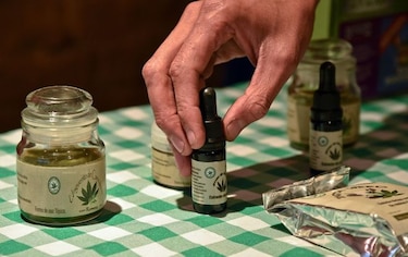 ¿Puede el cannabis medicinal curar a la economía panameña?