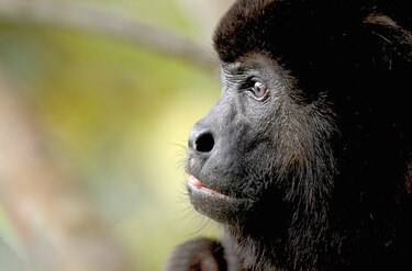 En lo profundo de la naturaleza panameña
