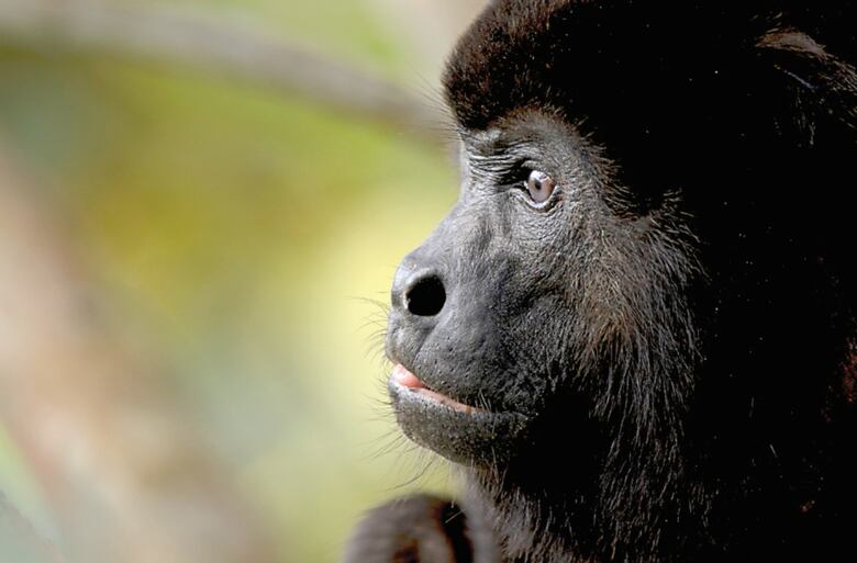 En lo profundo de la naturaleza panameña