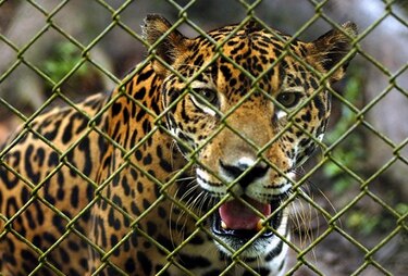 Estudiarán situación del jaguar en Panamá