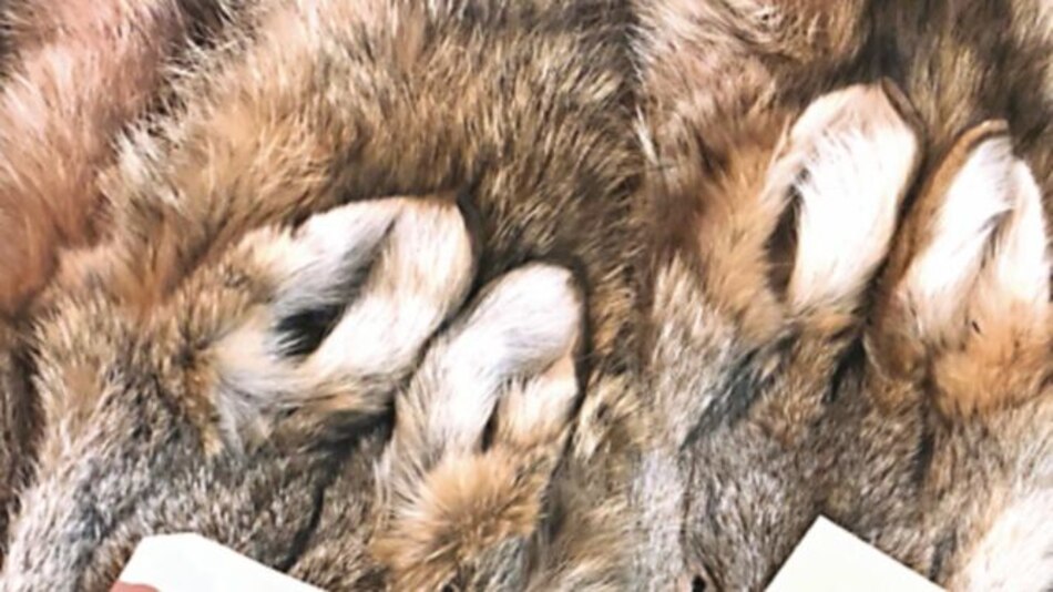 Sube la demanda de piel de coyote en industria textil