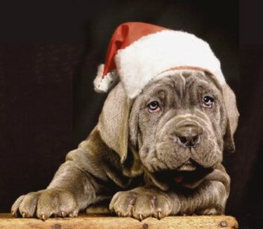 Diciembre y los animales