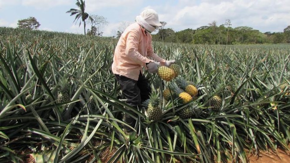 Analizan agroquímicos en producción de piña