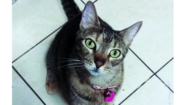 La adorada Maya