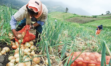 Siembra de cebolla supera las mil hectáreas 