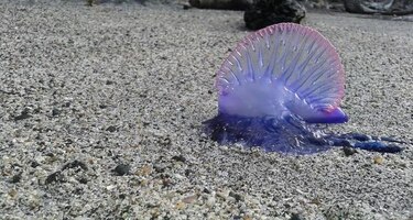 Avistan dos especies marinas peligrosas para los bañistas