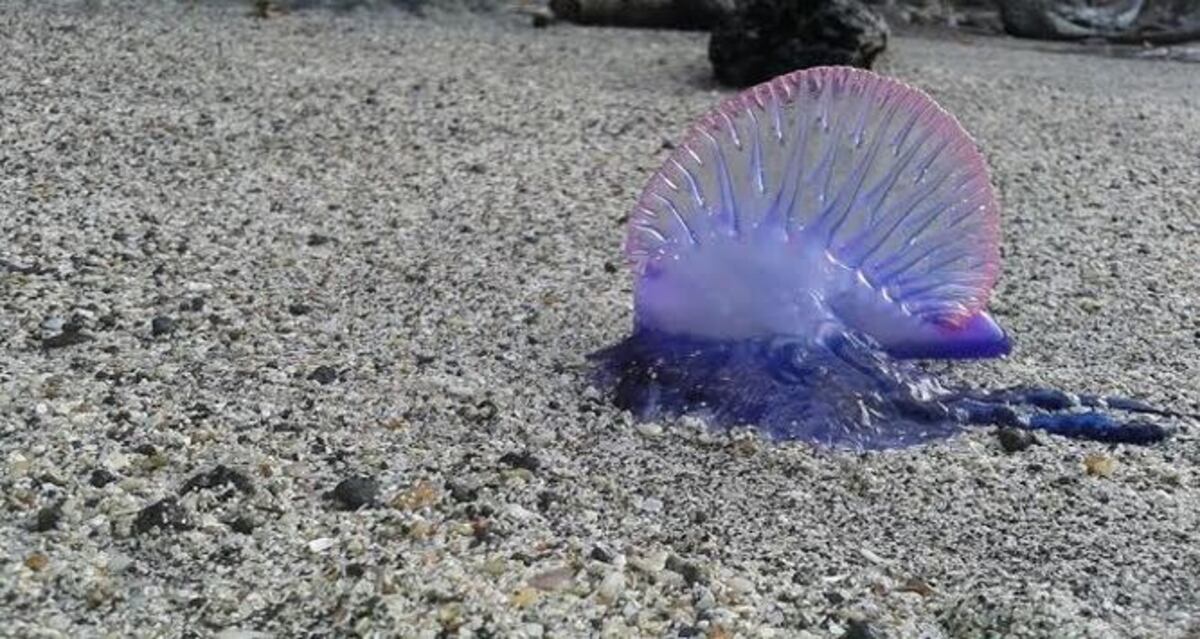 Avistan dos especies marinas peligrosas para los bañistas