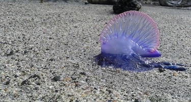 Avistan dos especies marinas peligrosas para los bañistas