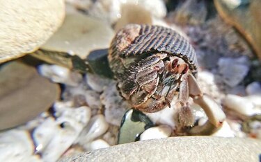 Un escape a isla Bolaños