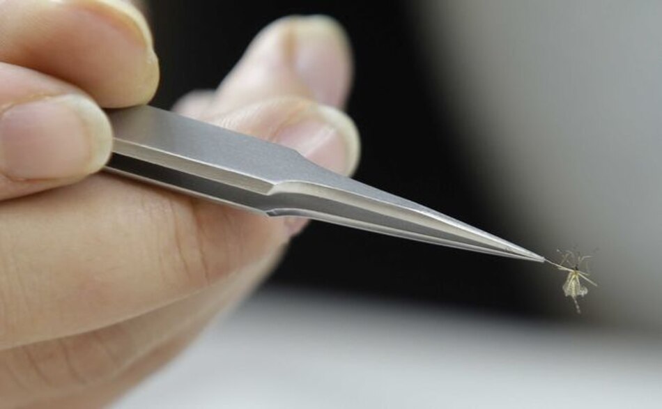 Un tercio de la humanidad vive en zonas de riesgo de propagación del zika