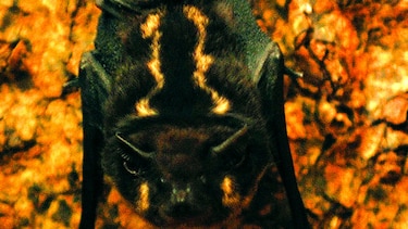 Comerse un murciélago también es cultura