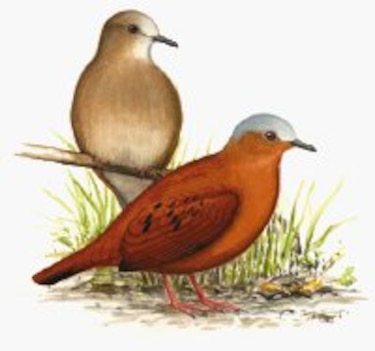 Otros habitantes La rabiblanca y la tierrerita