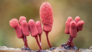 Las imágenes que muestran el microscópico y poco conocido mundo de los mohos deslizantes