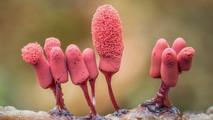 Las imágenes que muestran el microscópico y poco conocido mundo de los mohos deslizantes
