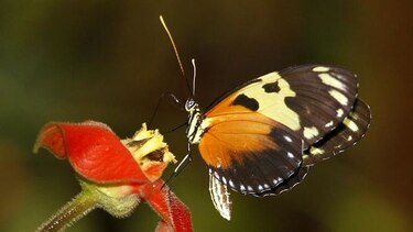 Las mariposas de Barro Colorado se han extinguido en un 6%