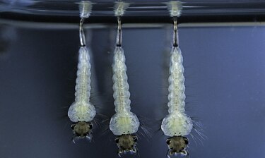 ¿Qué es ‘ser un buen padre’, biológicamente hablando?