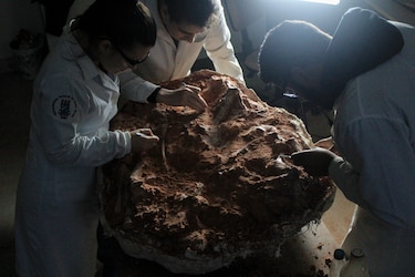 Las inundaciones en Brasil revelaron un fósil de dinosaurio de 233 millones de años