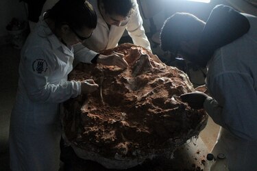 Las inundaciones en Brasil revelaron un fósil de dinosaurio de 233 millones de años