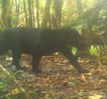 Jaguar melánico es visto por primera vez en el Parque Internacional La Amistad