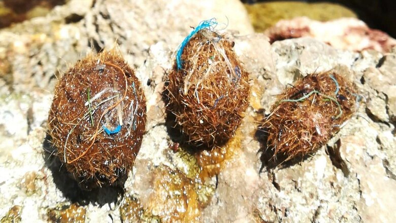 Qué son las ‘pelotas de Neptuno’ cargadas de plásticos que aparecen en las playas