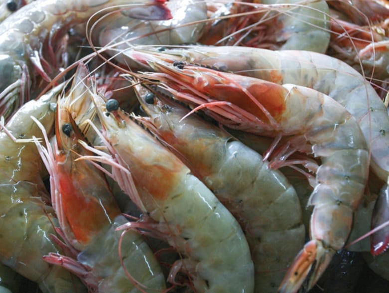 Reglamentación de ley de pesca se hará en dos fases