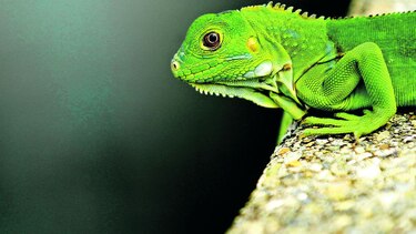 Seducidos por la fronda local