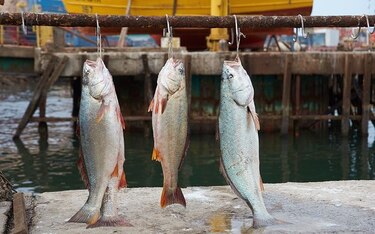 Investigación sobre peces de las costas panameños que son ricos en omega 3