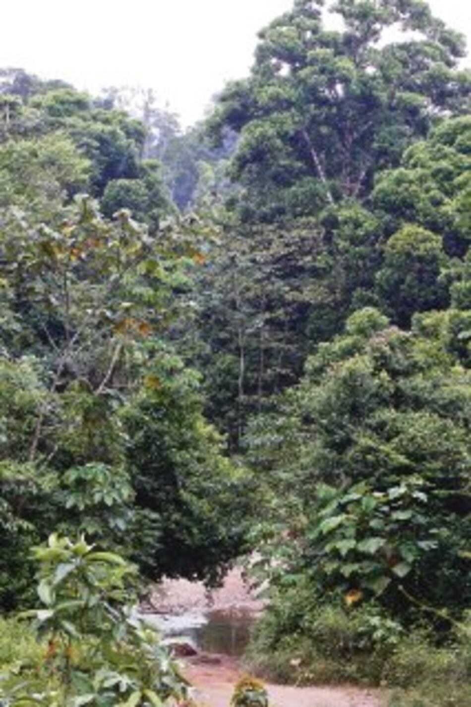 Efectos de la derogación