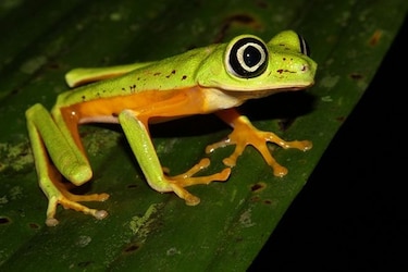 Un libro para proteger a los anfibios del Parque Nacional Darién
