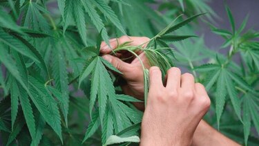 Uso del cannabis medicinal, un tema a debate