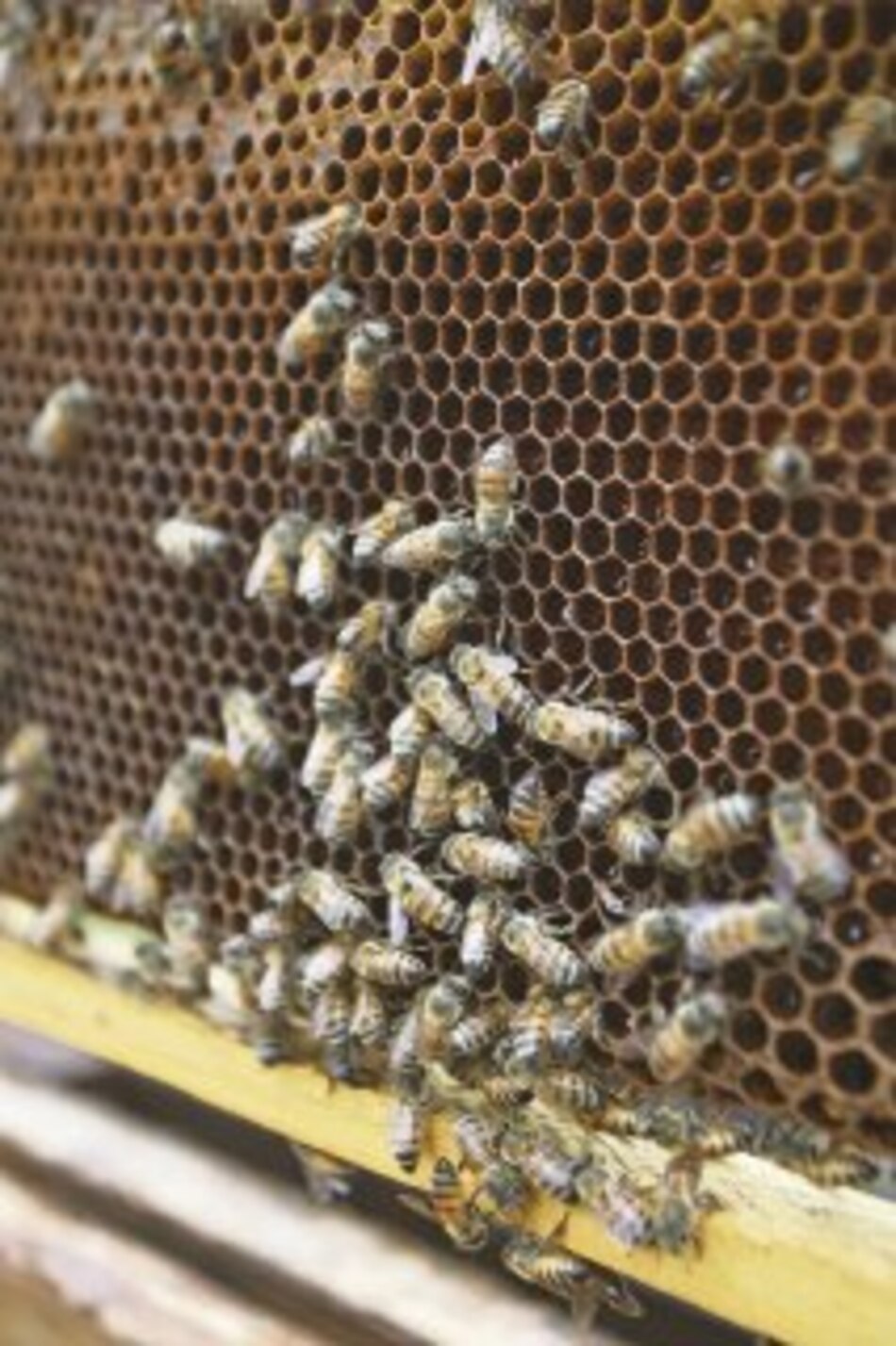 Miel orgánica endulza otros mercados