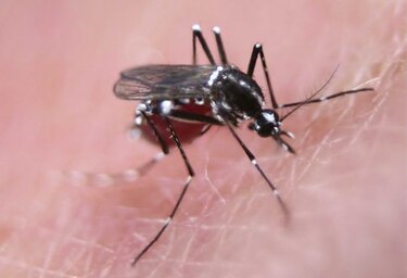 Piden redoblar esfuerzos para reducir la presencia del mosquito transmisor del zika