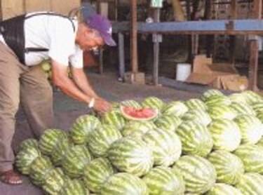 Exportarán sandía cultivada en Alanje