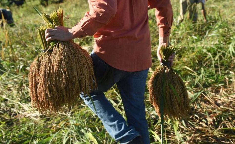 Productores seleccionan nuevas líneas de arroz