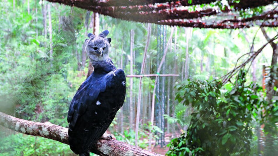 El día del ave nacional
