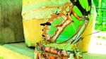 Recinto para las mariposas