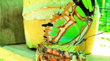 Recinto para las mariposas