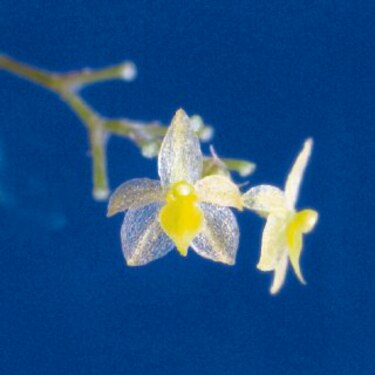 Orquídea tica es de las más pequeñas