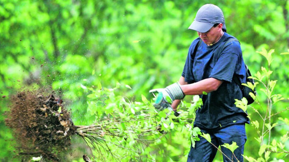 Empiezan sustitución de cultivos de coca