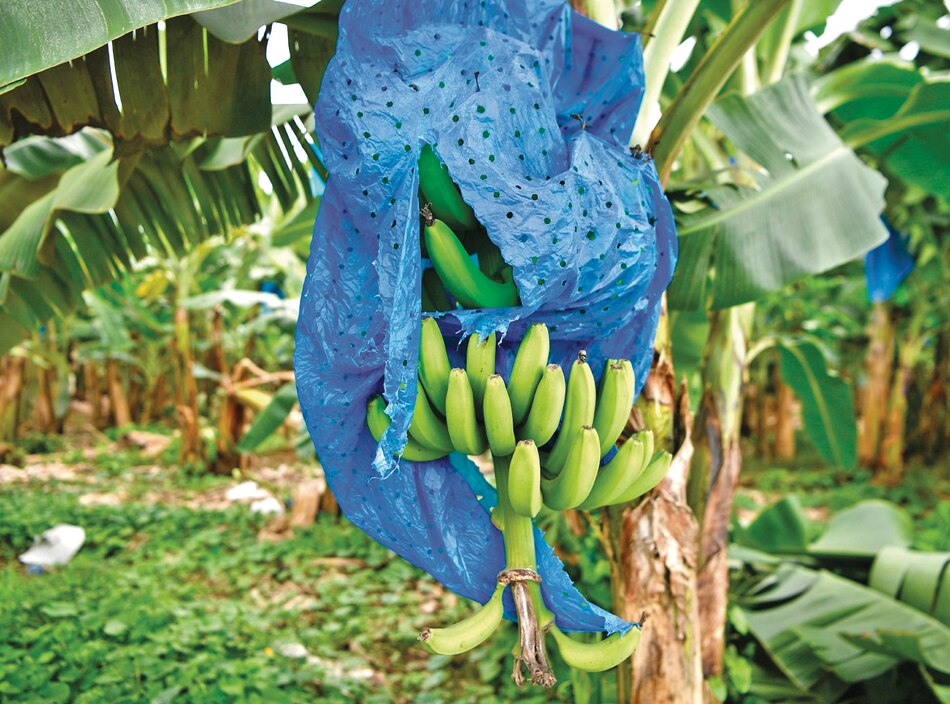 $826.9 millones en exportaciones entre enero y noviembre