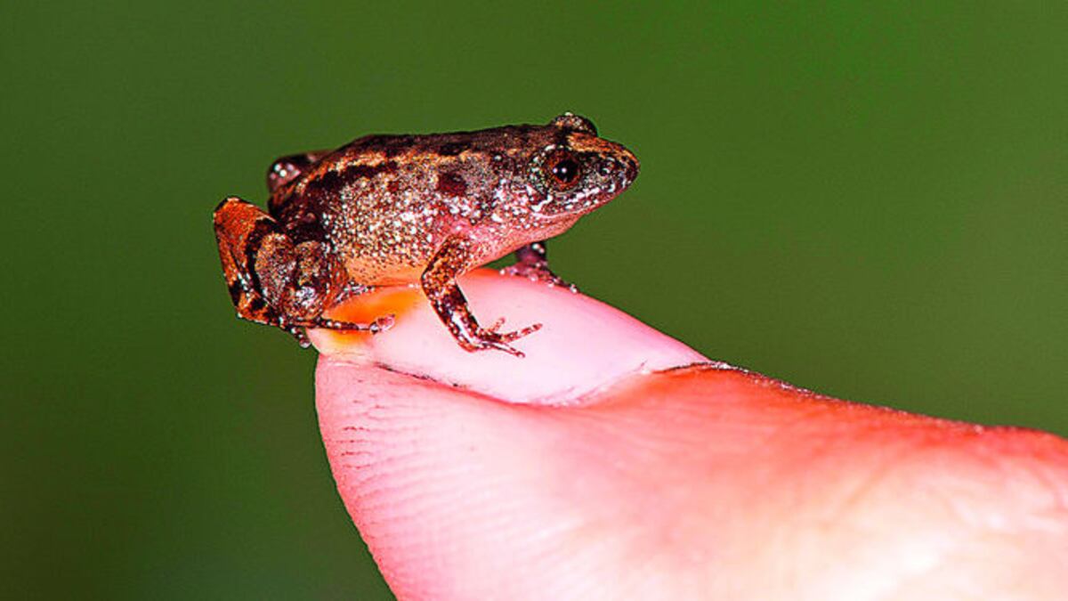 Las ranas minúsculas viven en un medio amenazado.