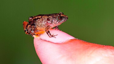 Hallan minirranas en India