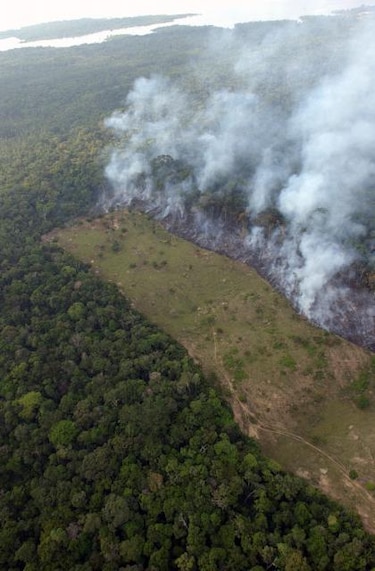Deforestación en Amazonia aumentó 35% en primer semestre