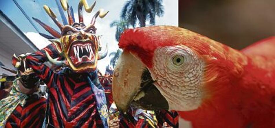 Diablicos y guacamayas