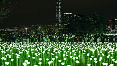 Miles de rosas llenas de luz