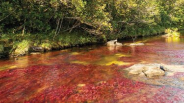 Justicia ordena medidas de protección en la Amazonia