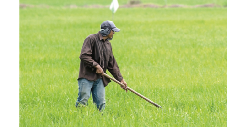 Avanza siembra de arroz y garantizan abastecimiento