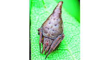 Araña bautizada en homenaje a Harry Potter