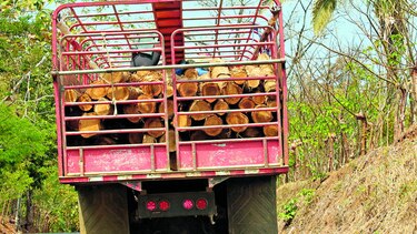 Piden incentivos forestales