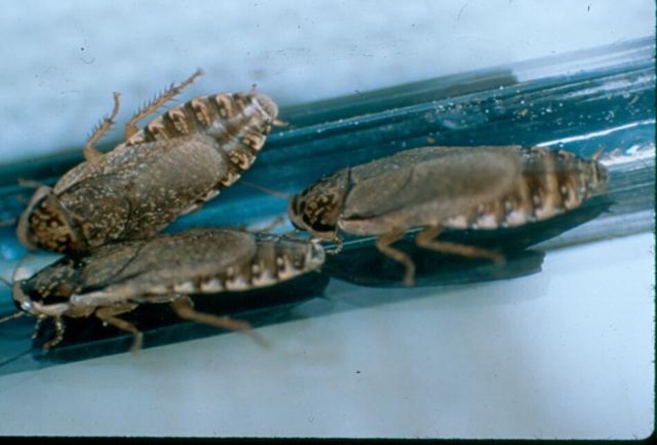 Escapan al menos un millón de cucarachas de una granja china